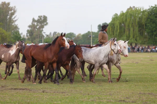 Rebanho de cavalos com um drover — Fotografia de Stock