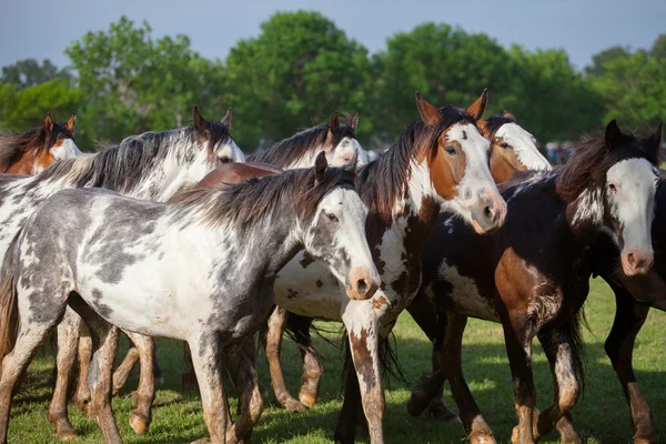 Uma manada de cavalos — Fotografia de Stock