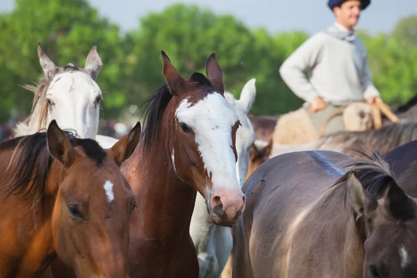 Kudde paarden met een drover — Stockfoto