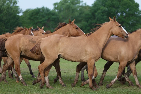 Eine Herde Pferde — Stockfoto
