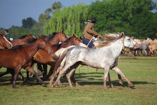 Manada de cavalos — Fotografia de Stock