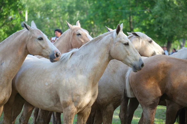 Los caballos. — Foto de Stock