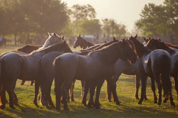 Os cavalos. — Fotografia de Stock