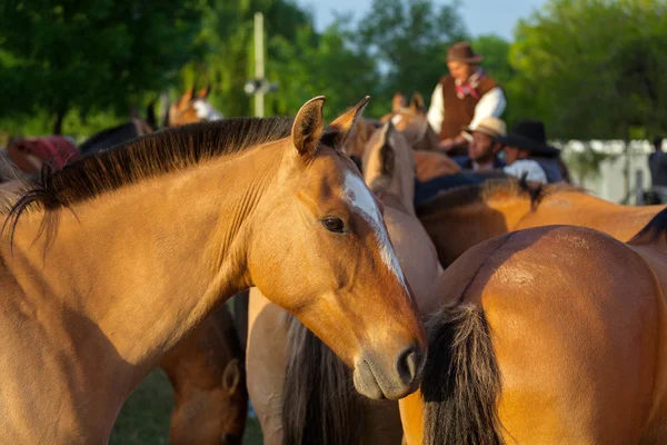 Hästbesättning — Stockfoto