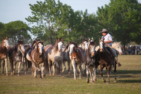 Een kudde van wilde paarden — Stockfoto