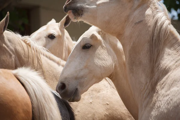 De paarden — Stockfoto