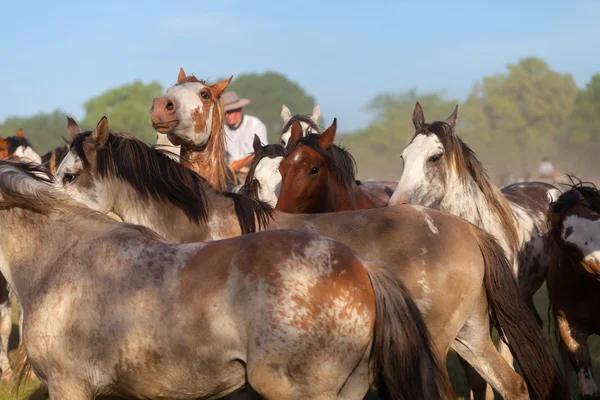 Uma manada de cavalos selvagens — Fotografia de Stock