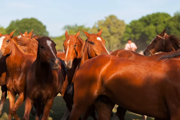 Herd of horses — Stock Photo, Image