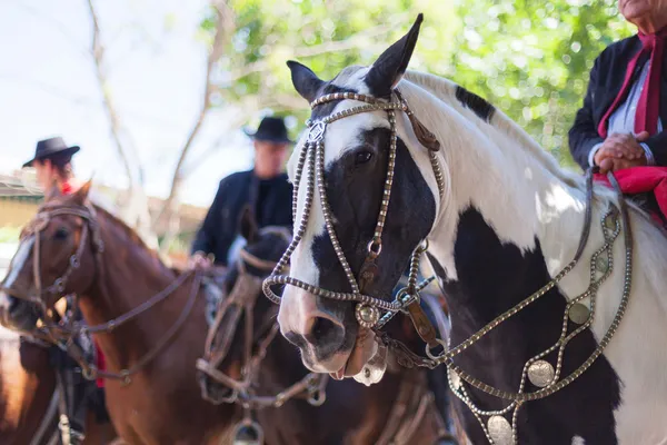 Argentin gaucho, lovak — Stock Fotó