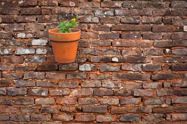 Flower pot on a brick wall — Stock Photo, Image