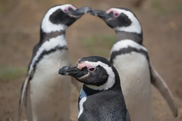 Магелланов пингвин — стоковое фото