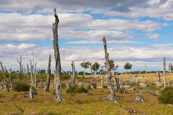 Мертвые деревья Патагонии — стоковое фото