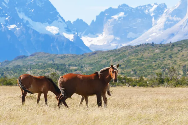 Wilde paarden in het nationaal park — Stockfoto