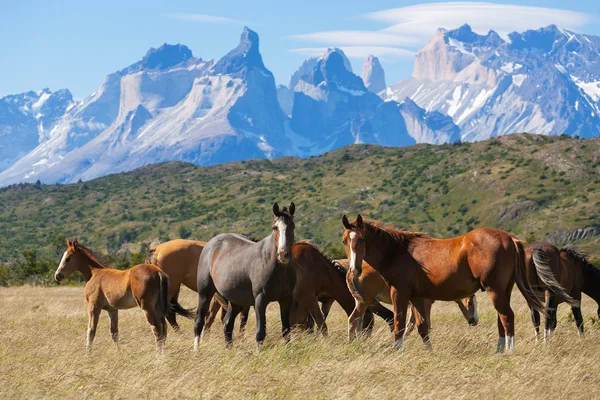 Wilde paarden in het nationaal park — Stockfoto