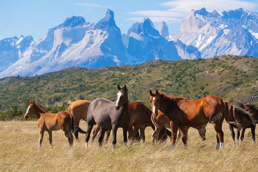 Wilde paarden in het nationaal park torres del paine ⬇ Stockfoto