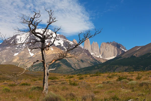 Het nationaal park torres del paine — Stockfoto