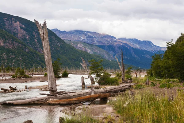 Dead trees in Patagonia — Stock Photo, Image