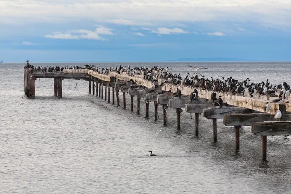 Muelle patagonia, chile — Foto de Stock
