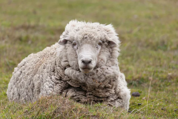 Pecore in Patagonia — Foto Stock