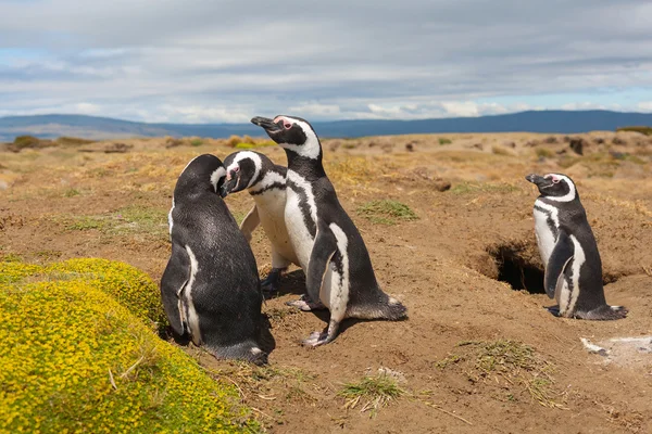 Magellanpinguin, Atlantikküste, Patagonien, Argentinien — Stockfoto