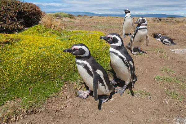 Pingwin magellański, wybrzeże Atlantyku, patagonia, Argentyna — Zdjęcie stockowe