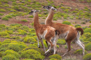 guanacos