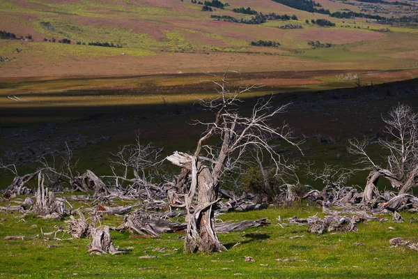Krajobraz z martwych drzew, patagonia — Zdjęcie stockowe