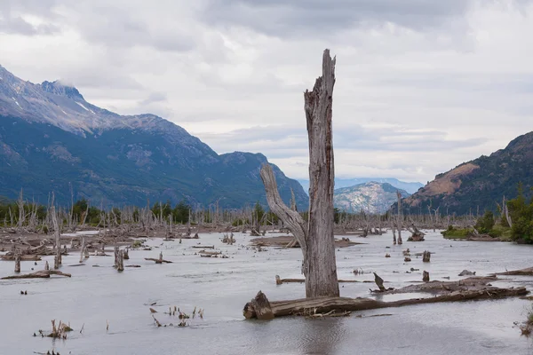 Dead trees in Patagonia — Stock Photo, Image