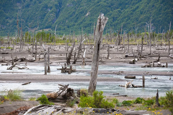 Martwych drzew w Patagonii — Zdjęcie stockowe