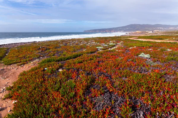 La costa atlantica — Foto Stock