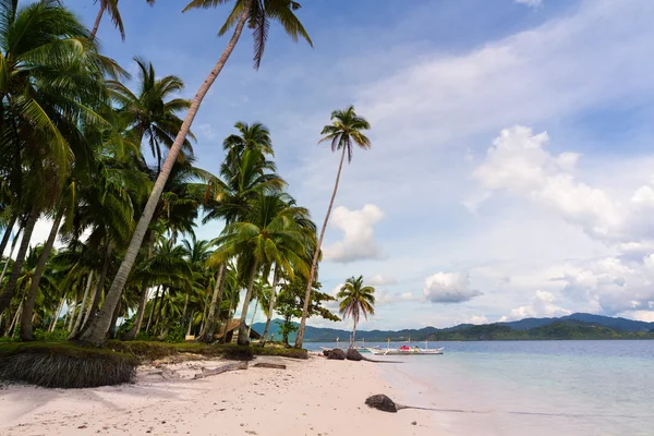 Palmeras en la isla — Foto de Stock