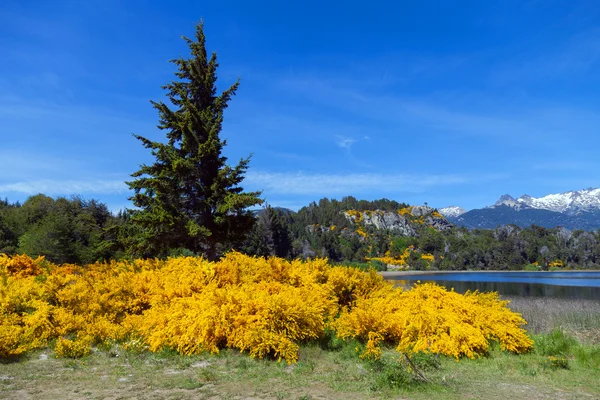 Primavera en Patagonia — Foto de Stock