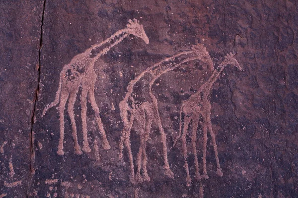 Pétroglyphes dans le désert du Sahara — Photo