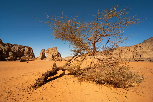 Albero secco nel deserto — Foto Stock