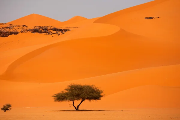 Boom in de woestijn — Stockfoto