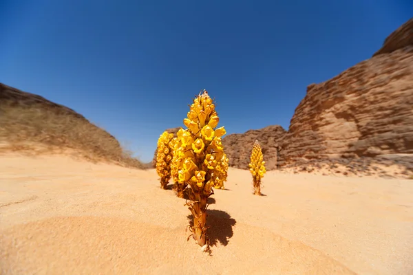 Flower in the Desert — Stock Photo, Image