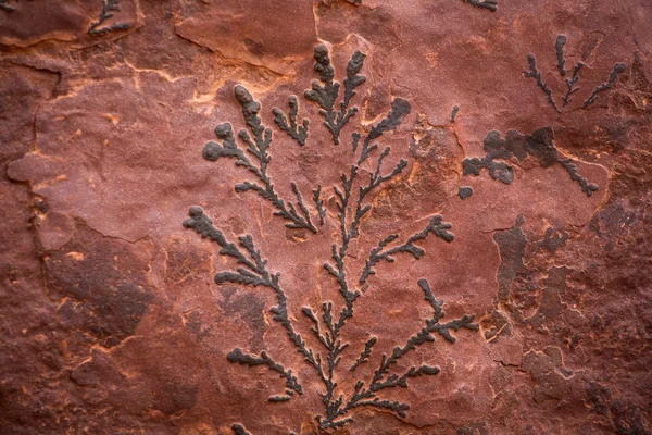 Plantes fossilisées — Photo