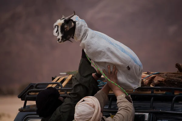 Men laying down a goat on top of the car — Stock Photo, Image