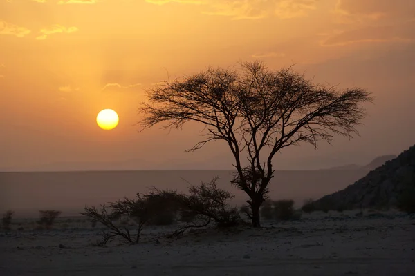 在撒哈拉沙漠中的树 — 图库照片
