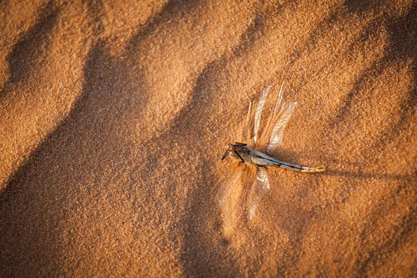 Dead dragonfly — Stock Photo, Image