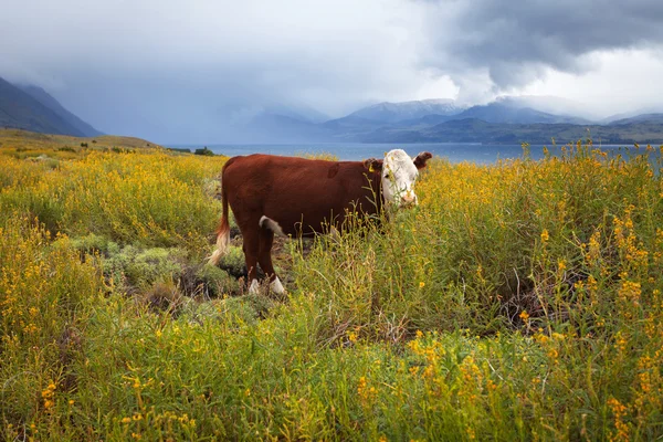 パンパ放牧牛 — ストック写真