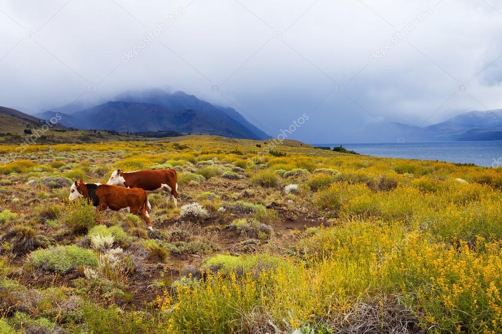 Cows grazing in the pampas