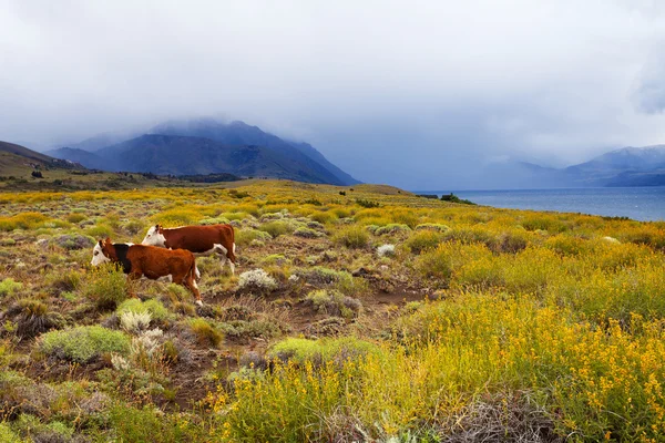 在潘帕斯草原放牧的牛 — 图库照片