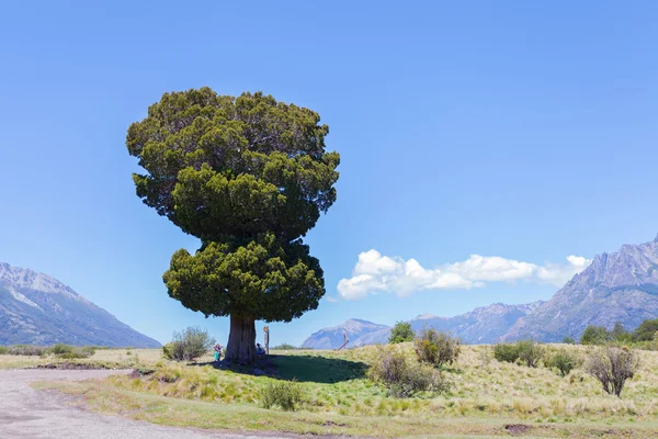 Одно зеленое дерево в Национальном парке — стоковое фото