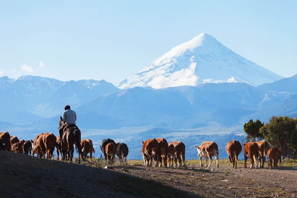 Gauchos y manada de vacas — Foto de Stock