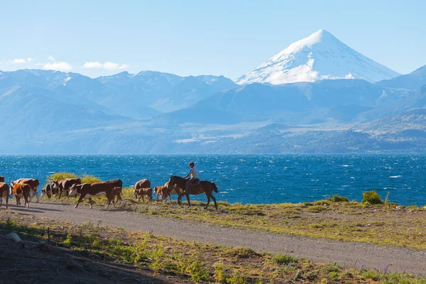 Gauchos y manada de vacas — Foto de Stock