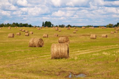 yuvarlak balya saman çayırda