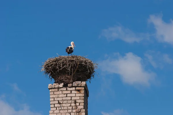 White stork standing on the nest — Stock Photo, Image