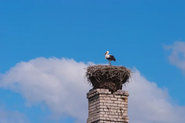 White stork standing on the nest — Stock Photo, Image