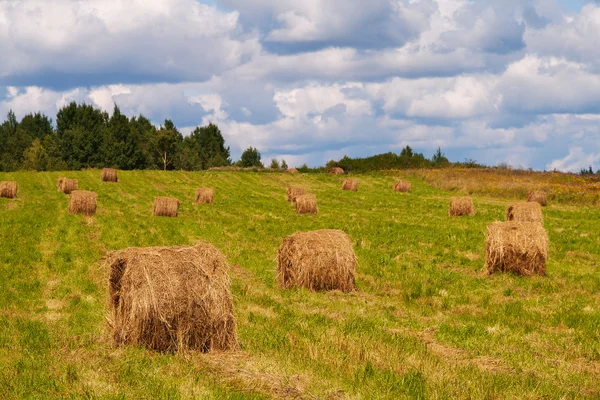 stock image Round bale of straw in the meadow